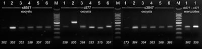 <mark class="highlighted">Microsatellite Analysis</mark> of Geographically Close Isolates of Cystoisospora suis